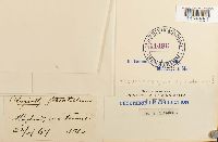 Herzogiella striatella image