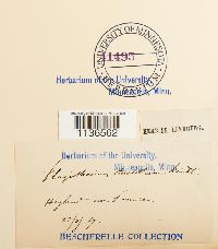 Herzogiella striatella image