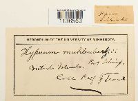 Herzogiella striatella image