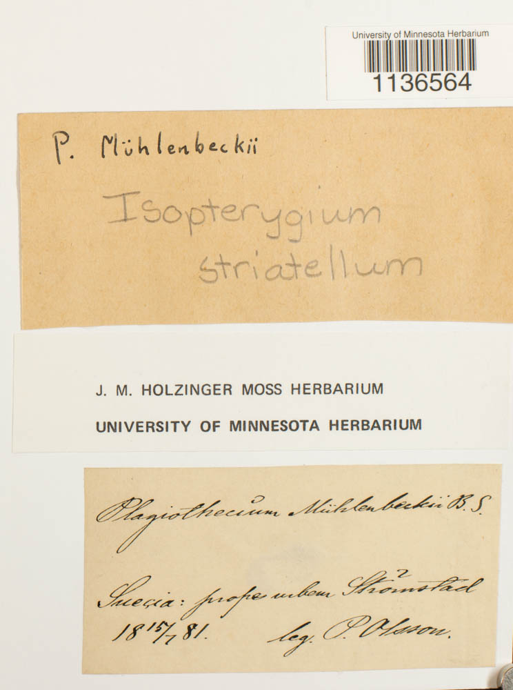 Herzogiella striatella image