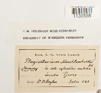 Herzogiella striatella image