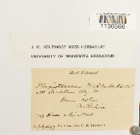 Herzogiella striatella image