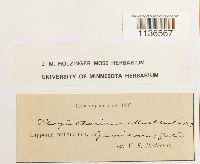 Herzogiella striatella image