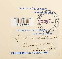 Herzogiella striatella image