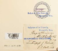 Herzogiella striatella image