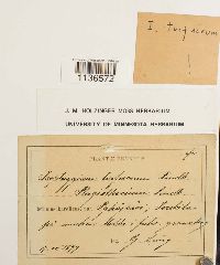 Media resource of Herzogiella turfacea