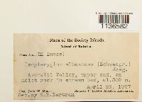 Isopterygium albescens image