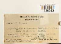 Isopterygium albescens image