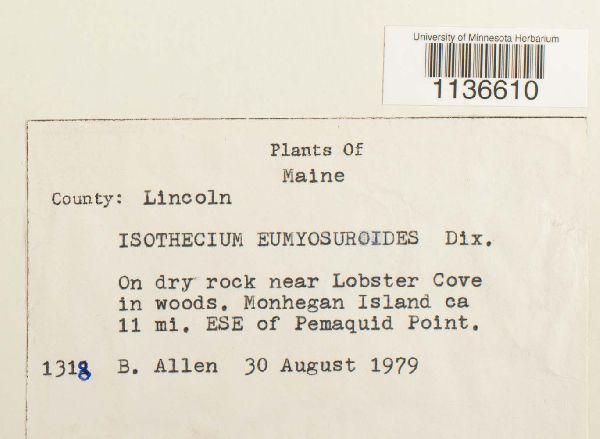 Isothecium myosuroides image