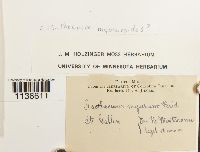 Isothecium myosuroides image