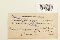 Isothecium myosuroides image