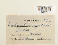 Isothecium myosuroides image