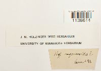 Isothecium myosuroides image