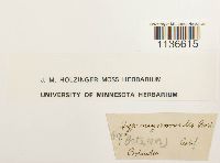 Isothecium myosuroides image