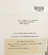 Isothecium myosuroides image