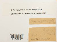 Isothecium myosuroides image