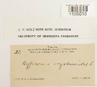 Isothecium myosuroides image