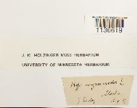 Isothecium myosuroides image