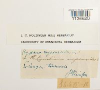 Isothecium myosuroides image