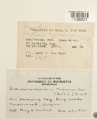 Isothecium myosuroides image