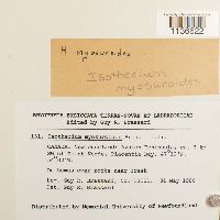 Isothecium myosuroides image