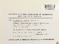 Isothecium myosuroides image