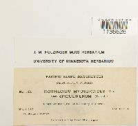 Isothecium myosuroides image