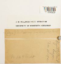 Isothecium myosuroides image