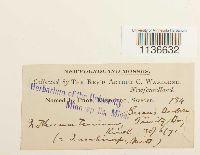 Isothecium myosuroides image