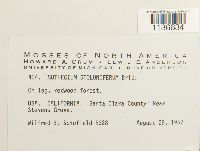 Isothecium myosuroides image