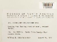 Isothecium myosuroides image