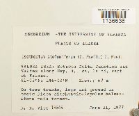 Isothecium myosuroides image