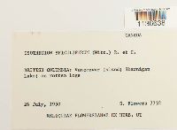 Isothecium myosuroides image