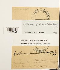 Isothecium myosuroides image