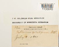 Isothecium myosuroides image