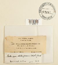 Isothecium myosuroides image