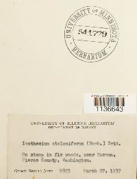 Isothecium myosuroides image