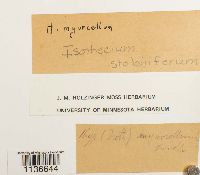 Isothecium myosuroides image