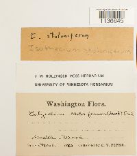 Isothecium myosuroides image