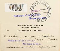 Isothecium myosuroides image