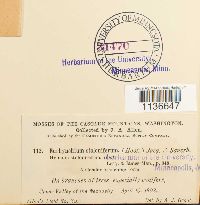 Isothecium myosuroides image