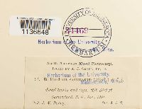 Isothecium myosuroides image