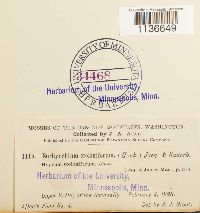 Isothecium myosuroides image