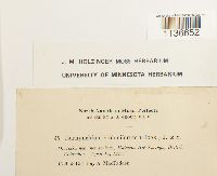 Isothecium myosuroides image