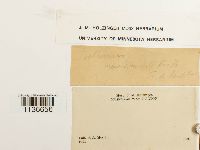 Isothecium myosuroides image