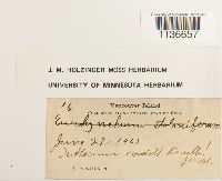 Isothecium myosuroides image