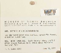 Isothecium myosuroides image