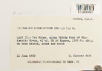 Isothecium myosuroides image