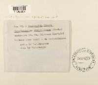 Isothecium myosuroides image