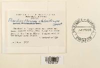 Isothecium myosuroides image